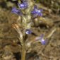 Orobanche ramosa L.