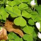 Oxalis acetosella L.