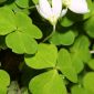 Oxalis acetosella L.
