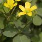 Oxalis corniculata L.