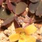 Oxalis corniculata L.
