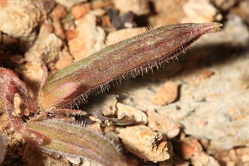 Oxalis corniculata L.