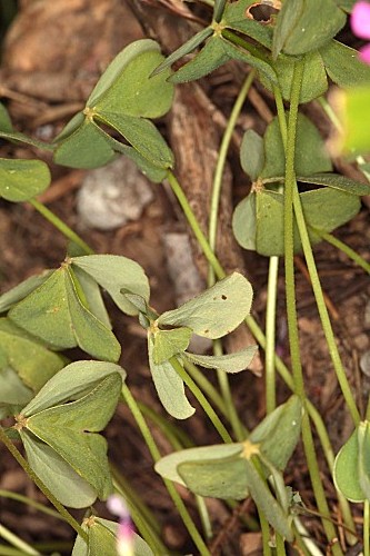 Oxalis debilis Kunth