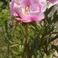 Paeonia broteri Boiss. & Reut.