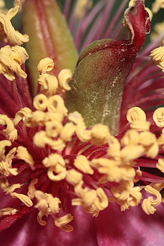 Paeonia coriacea Boiss.