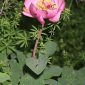 Paeonia coriacea Boiss.