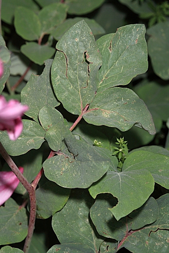 Paeonia coriacea Boiss.