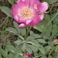 Paeonia officinalis L.