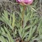 Paeonia officinalis L.