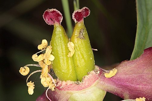 Paeonia officinalis L.