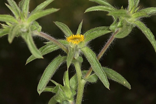 Pallenis spinosa (L.) Cass.