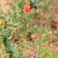 Papaver dubium L.