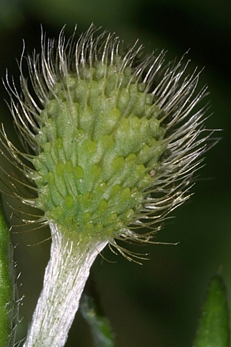 Papaver hybridum L.