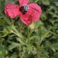 Papaver hybridum L.
