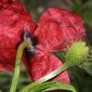 Papaver hybridum L.