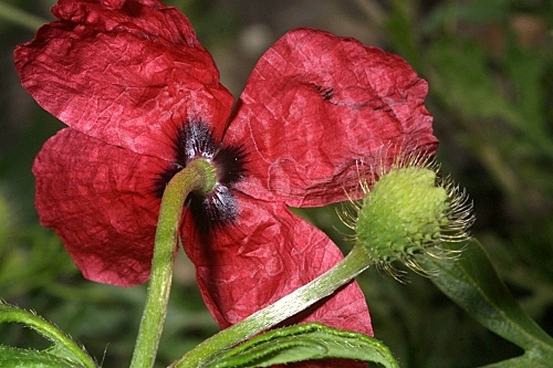 Papaver hybridum L.