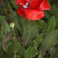 Papaver rhoeas L.