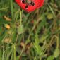 Papaver rhoeas L.
