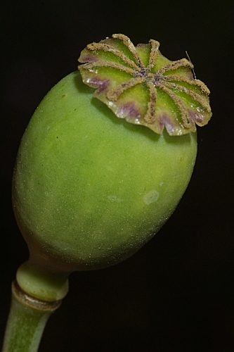 Papaver somniferum subsp. setigerum (DC.) Arcang.
