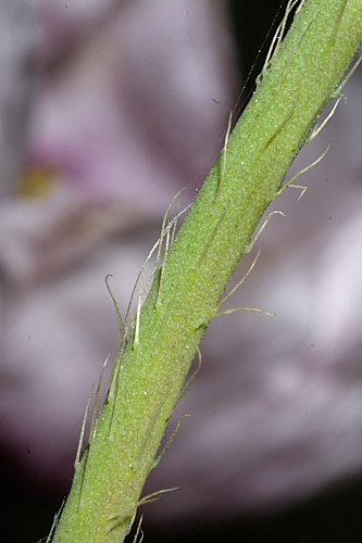 Papaver somniferum subsp. setigerum (DC.) Arcang.