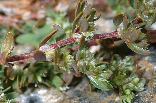 Paronychia polygonifolia (Vill) DC.