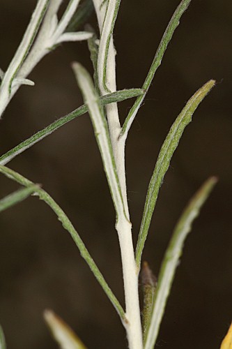 Phagnalon saxatile (L.) Cass.