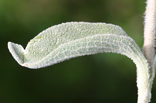 Phlomis crinita Cav.