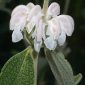 Phlomis italica L.