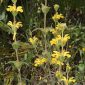 Phlomis lychnitis L.