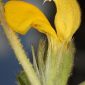Phlomis lychnitis L.