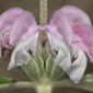 Phlomis purpurea L.