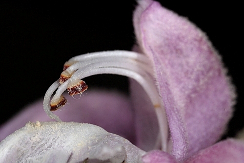 Phlomis purpurea L.