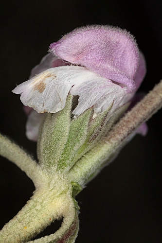 Phlomis purpurea L.
