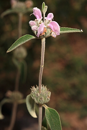 Phlomis purpurea subsp. almeriensis Pau