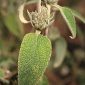Phlomis purpurea subsp. almeriensis Pau