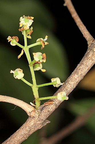 Phillyrea angustifolia L.