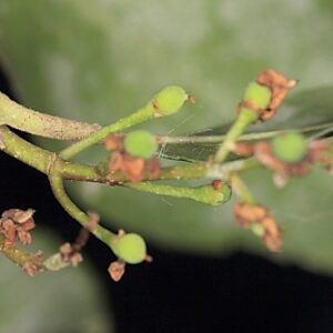 Phillyrea latifolia L.