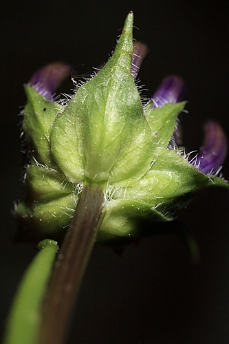 Phyteuma hemisphaericum L.
