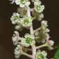 Phytolacca americana L.