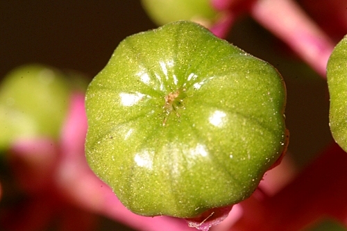 Phytolacca americana L.