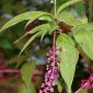 Phytolacca americana L.
