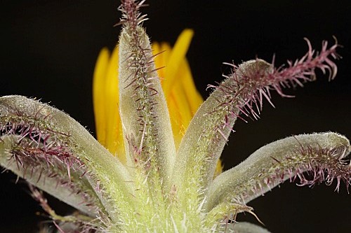 Picris comosa (Boiss.) B. D. Jackson subsp. comosa