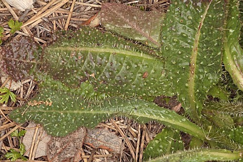 Picris comosa (Boiss.) B. D. Jackson subsp. comosa