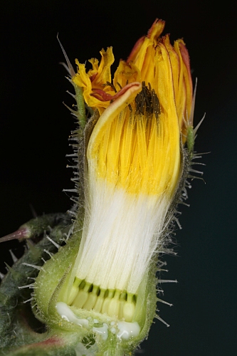 Picris echioides L.