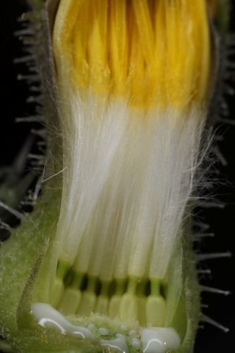 Picris echioides L.