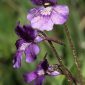 Pinguicula grandiflora Lam.