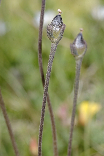 Pinguicula nevadensis (H. Lindb.) Casper