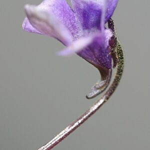 Pinguicula nevadensis (H. Lindb.) Casper