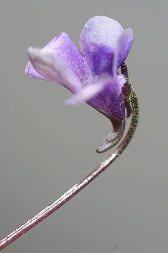 Pinguicula nevadensis (H. Lindb.) Casper