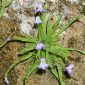 Pinguicula vallisneriifolia Webb